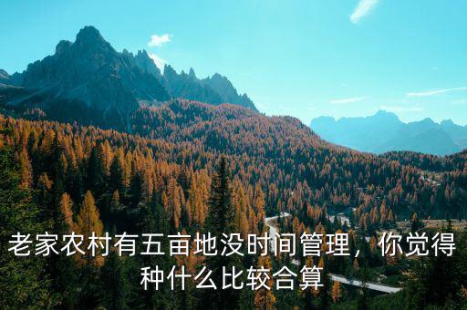 老家農(nóng)村有五畝地沒時間管理，你覺得種什么比較合算