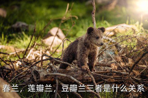 春蘭，蓮瓣蘭，豆瓣蘭三者是什么關(guān)系