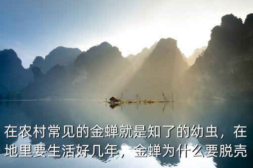 在農(nóng)村常見(jiàn)的金蟬就是知了的幼蟲(chóng)，在地里要生活好幾年，金蟬為什么要脫殼