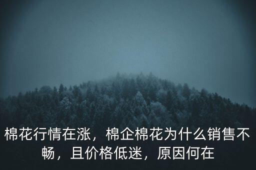 棉花行情在漲，棉企棉花為什么銷售不暢，且價格低迷，原因何在