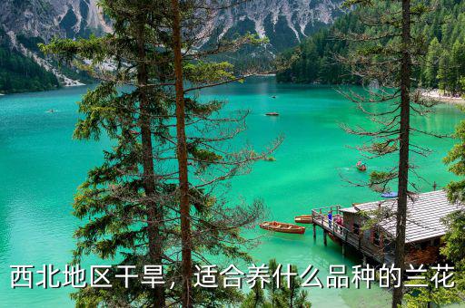 西北地區(qū)干旱，適合養(yǎng)什么品種的蘭花