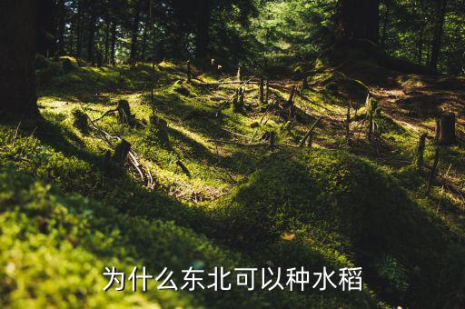 2016年東北農民種什么,為什么東北可以種水稻