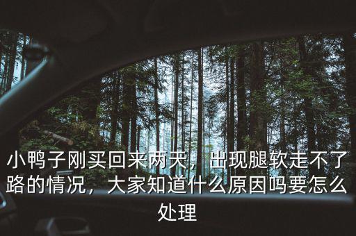 小鴨子剛買回來兩天，出現(xiàn)腿軟走不了路的情況，大家知道什么原因嗎要怎么處理