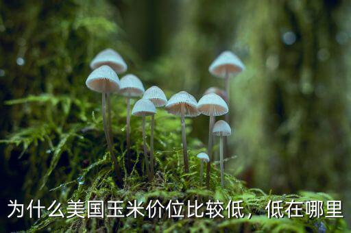 為什么美國(guó)玉米價(jià)位比較低，低在哪里
