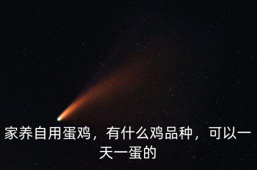 家養(yǎng)自用蛋雞，有什么雞品種，可以一天一蛋的