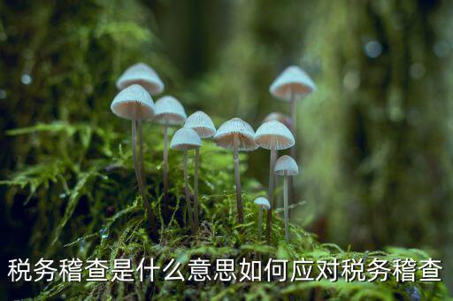 什么是稅務(wù)稽查積案，稅務(wù)稽查本指什么