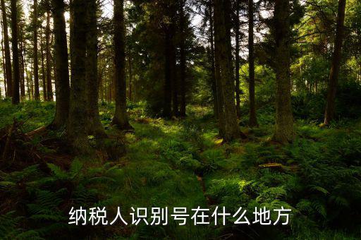 納稅人識別號在什么地方