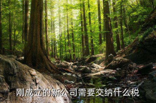 新成立的公司報(bào)什么稅，公司成立后需要交那些稅