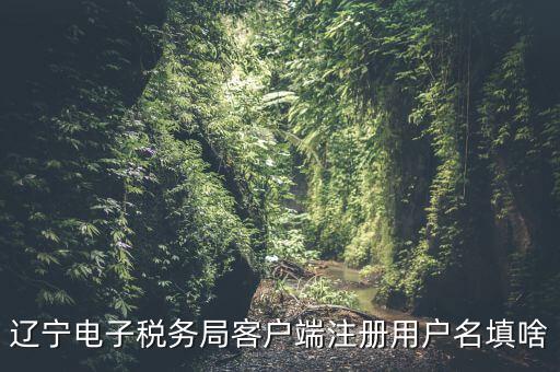 遼寧電子稅務局客戶端注冊用戶名填啥