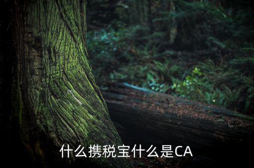 青島國稅ca證書是什么，什么攜稅寶什么是CA