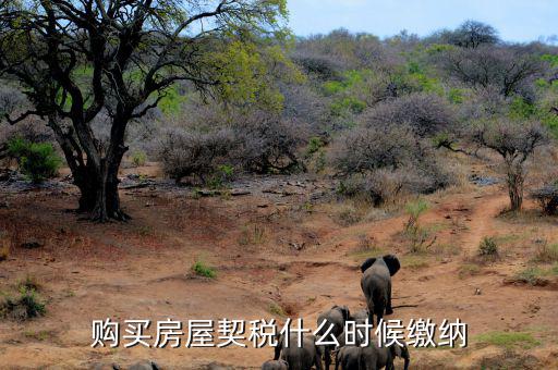 鶴壁契稅什么時候交，什么時間繳納契稅
