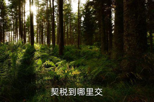 契稅可以在什么地方交，契稅到哪里交