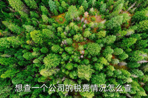 想查一個公司的稅費情況怎么查