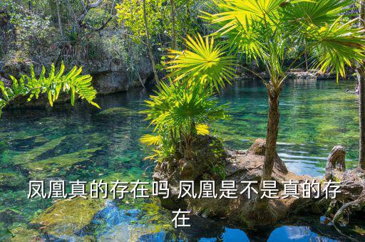 真正的鳳凰在怎么地方,關于鳳凰你知道這些事嗎?