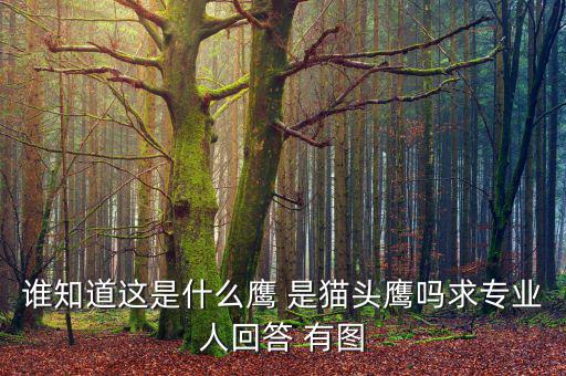 誰(shuí)知道這是什么鷹 是貓頭鷹嗎求專(zhuān)業(yè)人回答 有圖