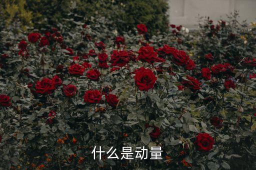 什么是動(dòng)量因子，kgms是什么momentum是什么