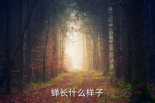 蟬長什么樣子