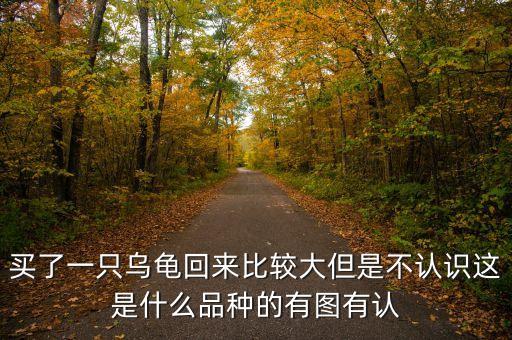 買了一只烏龜回來比較大但是不認(rèn)識這是什么品種的有圖有認(rèn)