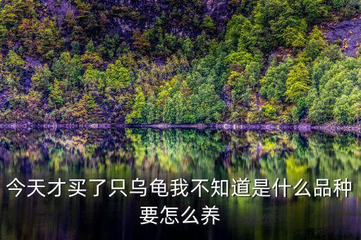烏龜還沒(méi)買(mǎi)萬(wàn)科之前是什么樣，買(mǎi)了一只烏龜回來(lái)比較大但是不認(rèn)識(shí)這是什么品種的有圖有認(rèn)