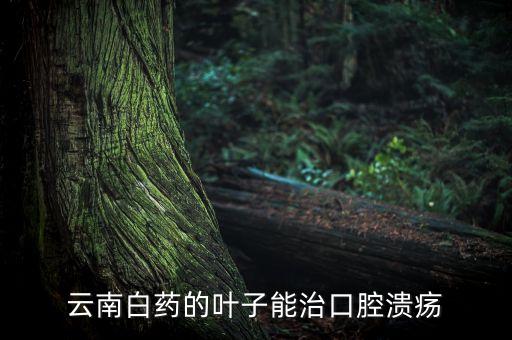 云南白藥葉子有什么用，云南白藥的葉子和地下長的果實怎樣使用
