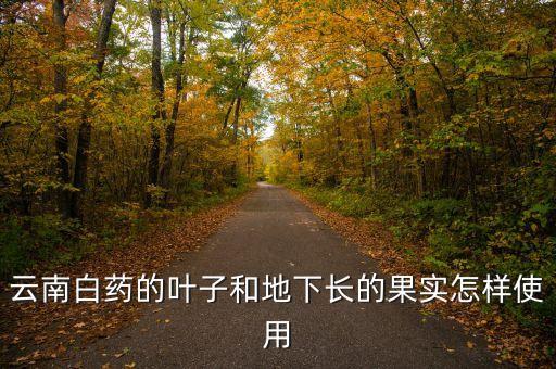 云南白藥的葉子和地下長的果實(shí)怎樣使用
