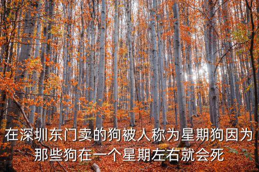 在深圳東門賣的狗被人稱為星期狗因為那些狗在一個星期左右就會死