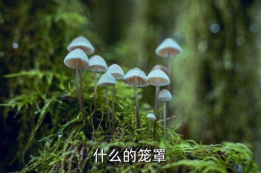 什么的籠罩