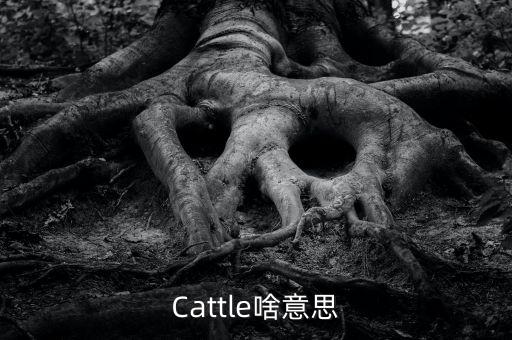 牛回頭什么意思，Cattle啥意思