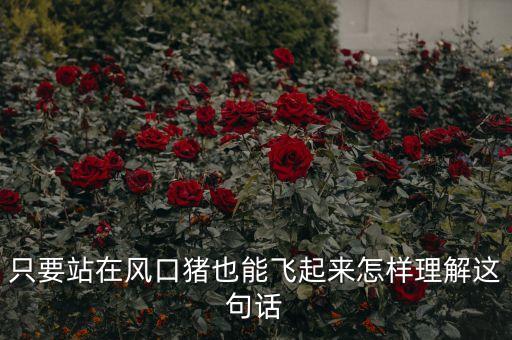 只要站在風(fēng)口豬也能飛起來怎樣理解這句話