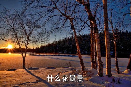 什么花最貴