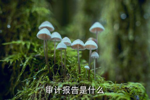 審計報告是什么