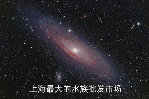 上海最大的水族批發(fā)市場(chǎng)