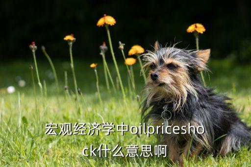 宏觀經(jīng)濟(jì)學(xué)中oilpriceshock什么意思啊