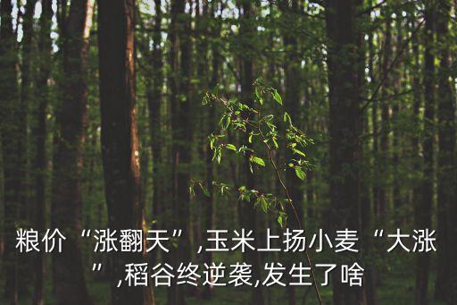 糧價“漲翻天”,玉米上揚小麥“大漲”,稻谷終逆襲,發(fā)生了啥