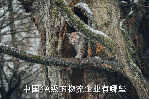 中國4A級的物流企業(yè)有哪些