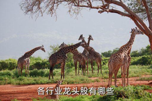 南?？萍脊善贝a,商湯科技股票代碼多少