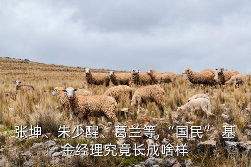 張坤、朱少醒、葛蘭等,“國民” 基金經(jīng)理究竟長(zhǎng)成啥樣