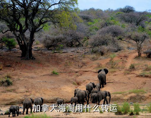 加拿大海淘用什么轉運